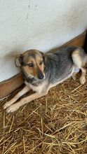 ROMY, Hund, Mischlingshund in Rumänien