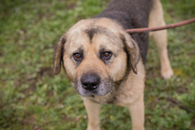 DANYLO, Hund, Mischlingshund in Kroatien