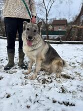 MULAN, Hund, Mischlingshund in Slowakische Republik