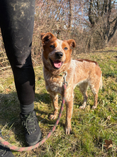 ÄNNE, Hund, Mischlingshund in Slowakische Republik