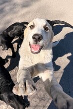 JOKO, Hund, Tornjak-Mix in Kroatien