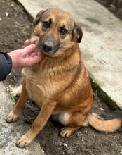 BETTIE, Hund, Mischlingshund in Rumänien