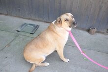 MICKA, Hund, Mischlingshund in Kroatien