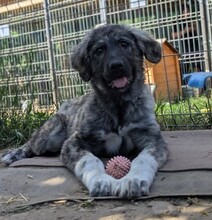 HILDA, Hund, Mischlingshund in Rumänien