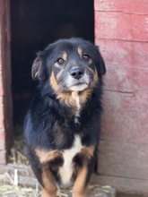 KNUT, Hund, Mischlingshund in Rumänien