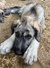 HEIDI, Hund, Mischlingshund in Rumänien
