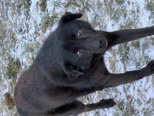 COAL, Hund, Mischlingshund in Rumänien
