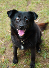 COAL, Hund, Mischlingshund in Röderland