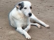 FARINA, Hund, Mischlingshund in Griechenland
