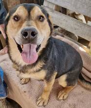 BONO, Hund, Mischlingshund in Rumänien