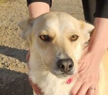 AMBRA, Hund, Labrador-Mischling in Slowakische Republik