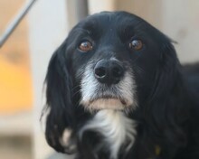 TOLLI, Hund, Mischlingshund in Aerzen