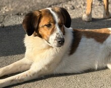 SONORA, Hund, Mischlingshund in Aerzen