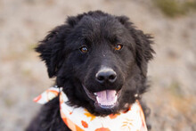 RUBIN, Hund, Kroatischer Schäferhund-Mix in Kroatien