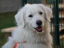 FUCHUR, Hund, Maremma Abruzzenhund-Mix in Oberviechtach