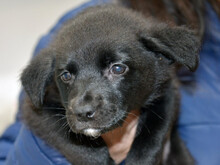 NIKE, Hund, Mischlingshund in Viernheim