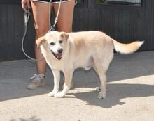 LARY, Hund, Mischlingshund in Kroatien