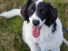 LETIZIA, Hund, Maremma Abruzzenhund-Mix in Langenfeld