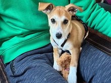 SHEILA-SHYLA, Hund, Mischlingshund in Nußloch