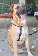 MEPHISTO, Hund, Mischlingshund in Kroatien