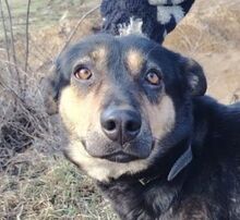 MAVIS, Hund, Mischlingshund in Slowakische Republik