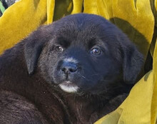 LIA, Hund, Mischlingshund in Kroatien