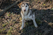 PANCHO, Hund, Mischlingshund in Kroatien