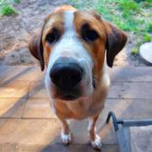 MOISES, Hund, Herdenschutzhund-Mix in Lutherstadt Wittenberg