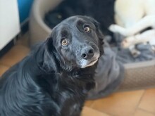 JANUS, Hund, Mischlingshund in Aerzen