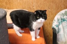 CHARLES, Katze, Hauskatze in Großröhrsdorf