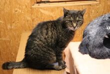 GUNNAR, Katze, Hauskatze in Großröhrsdorf