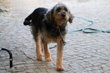 BONNY, Hund, Mischlingshund in Großröhrsdorf