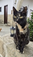 FLEKIE, Katze, Hauskatze in Zypern