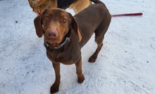 CARMEN, Hund, Mischlingshund in Großröhrsdorf