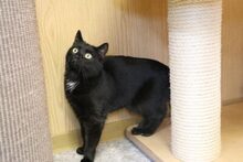 POLARIS, Katze, Hauskatze in Großröhrsdorf