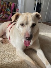 RIKO, Hund, Mischlingshund in Hamburg