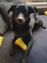 HERBIE, Hund, Mischlingshund in Hamburg