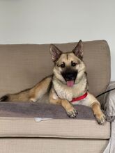 EUGEN, Hund, Mischlingshund in Escheburg