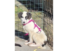 ABBY, Hund, Mischlingshund in Geiselwind