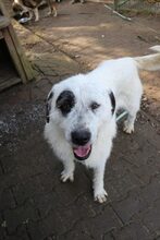 ULLA, Hund, Mischlingshund in Großröhrsdorf