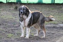 CLARA, Hund, Mischlingshund in Großröhrsdorf