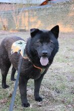 HENRIETTE, Hund, Chow Chow-Mix in Großröhrsdorf