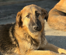 SISSY, Hund, Mischlingshund in Aerzen