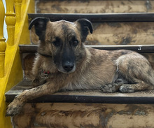MARTI, Hund, Mischlingshund in Aerzen