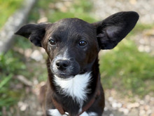 PIA, Hund, Mischlingshund in Köln