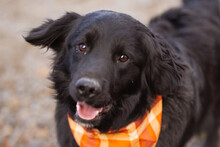 MIKE, Hund, Retriever-Mix in Kroatien