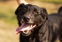 MOMO, Hund, Mischlingshund in Kroatien