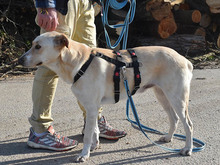 JAYJAY-JEYJEY, Hund, Mischlingshund in Neuss