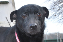 MOUSY, Hund, Mischlingshund in Kroatien