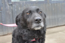 BRACO, Hund, Mischlingshund in Kroatien